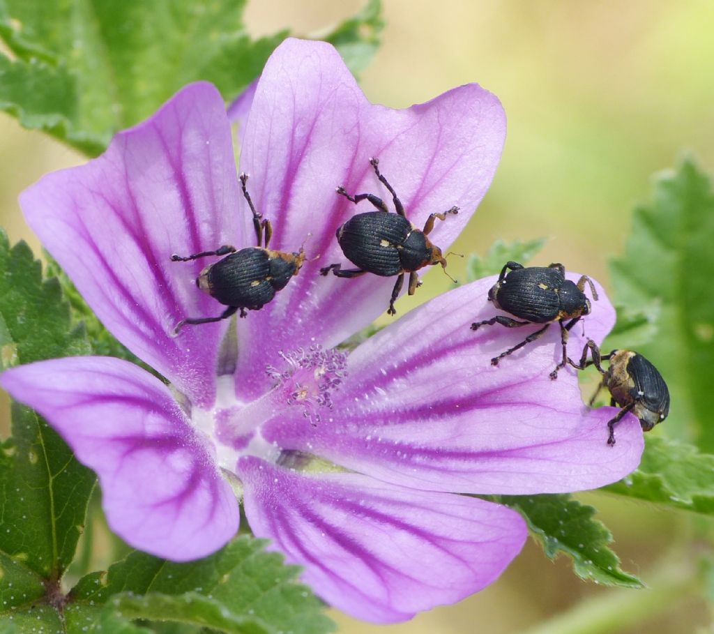 Mononychus punctumalbum